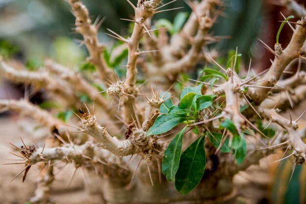 Collezione di bellissimi cactus spinosi nella serra