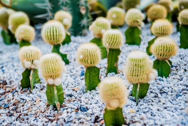 Collezione di bellissimi cactus spinosi nella serra