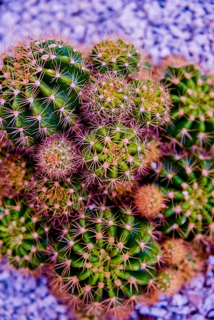 Collezione di bellissimi cactus spinosi nella serra