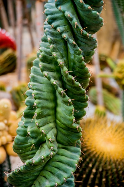 Collezione di bellissimi cactus spinosi nella serra