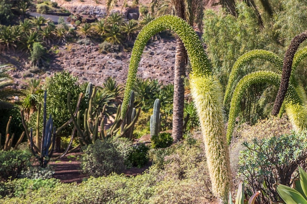 Collezione di cactus che cresce in un giardino botanico