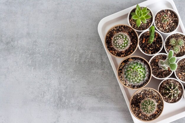 Collezione di cactus e piante grasse in piccoli bicchieri di carta