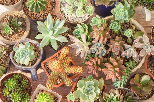 Collezione di cactus e piante grasse