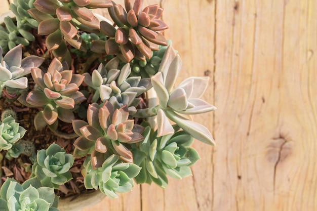 Collezione di cactus e piante grasse