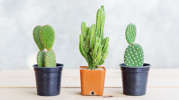 Collezione di cactus in piccoli vasi di fiori.