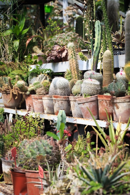 Collezione di cactus in vaso Decorazione del giardino Vari tipi di bellissimo giardino di cactus Scaffali con vasi mercato dei cactus