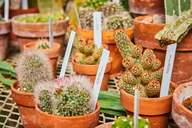 Collezione di cactus rustici in vasi di terracotta con etichette a livello oculare