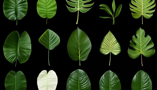 Collezione di diverse foglie tropicali isolate sullo sfondo bianco