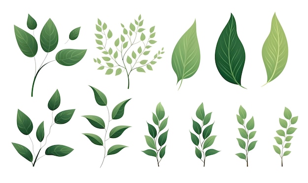 Collezione di erbe forestali di piante a foglia verde