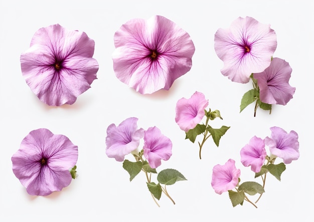 Collezione di fiori di petunia