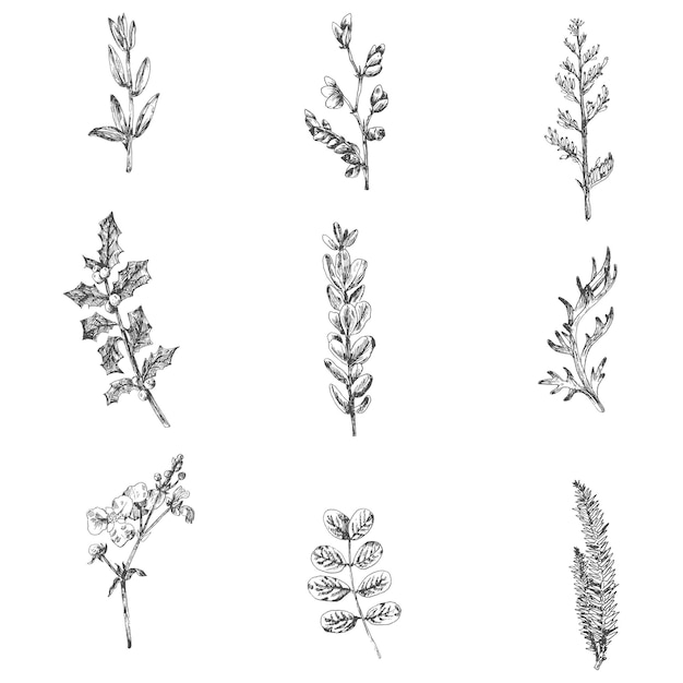 Collezione di piante disegnate a mano png trasparente