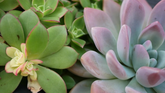 Collezione di piante succulente, giardinaggio in California, USA. Progettazione del giardino domestico, diversità di varie galline e pulcini botanici. Mix assortito di piante d'appartamento echeveria ornamentali decorative, floricoltura.