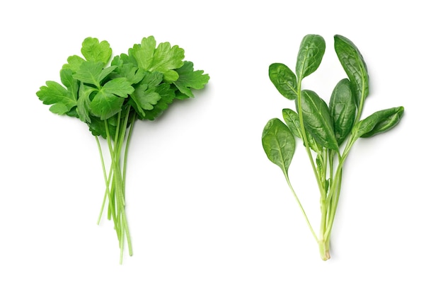 Collezione di prezzemolo e spinaci isolata su bianco