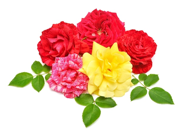 Collezione di rose fiori multicolori giallo rosso e rosa con foglia isolata su uno sfondo bianco Bellissimo bouquet delicato composizione di flora Vista dall'alto piatto laico