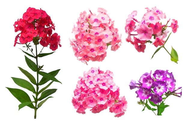 Collezione di teste Phlox isolata su uno sfondo bianco Fiori multicolori di rosso, bianco e rosa Collage flora Vista dall'alto laici piatta