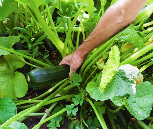 Collezione di zucchine. Man mano che raccoglie una zucchina. Concetto di agricoltura.