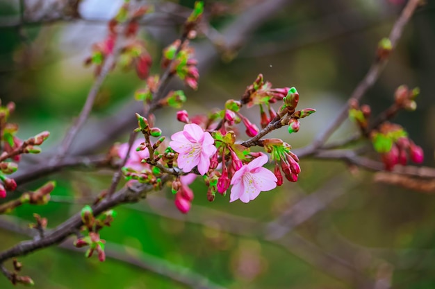 Collezione diversi tipi di fiori di Sakura