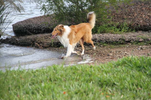 collie cane sulla sua spiaggia