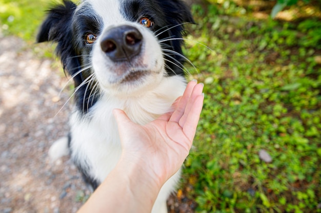 Collie di bordo del cucciolo di cane di accarezzare della mano della donna nel giardino di estate o nel parco cittadino all'aperto