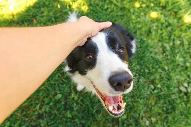 Collie di bordo del cucciolo di cane di accarezzare della mano della donna nel giardino di estate o nel parco della città all'aperto