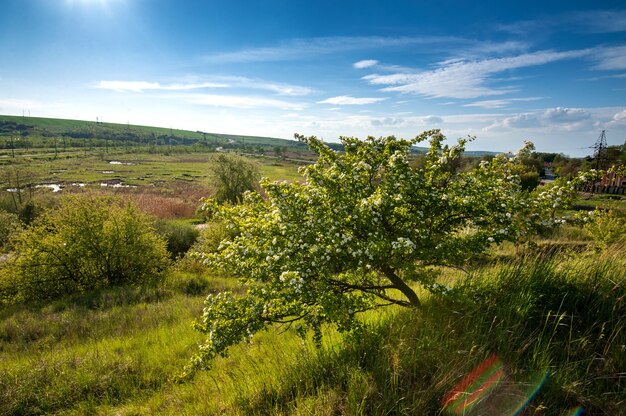 Collina alla roccia con un albero in fiore solitario e paludi sotto il grandangolo, Ucraina, regione di Ternopil