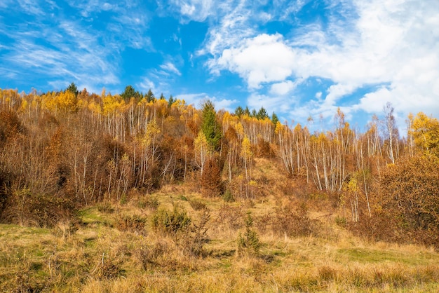 Collina con alberi ricoperti di foglie gialle in autunno