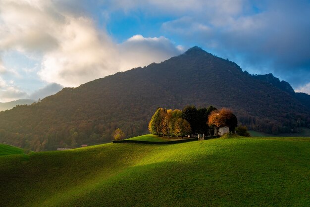 collina con alberi