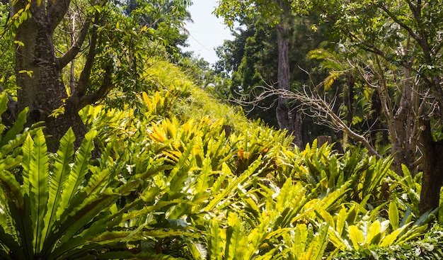 Collina con felci nel giardino botanico