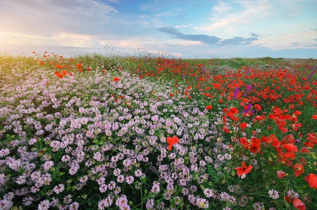 Collina di fiori primaverili al tramonto