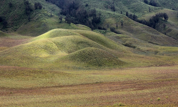 Collina di Teletubbies alla montagna di Bromo