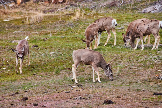 Collina erbosa con cervi al pascolo