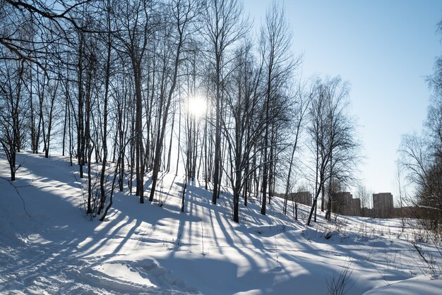 Collina innevata ricoperta di alberi attraverso i quali irrompe la luce del sole Lunghe ombre proiettate dagli alberi