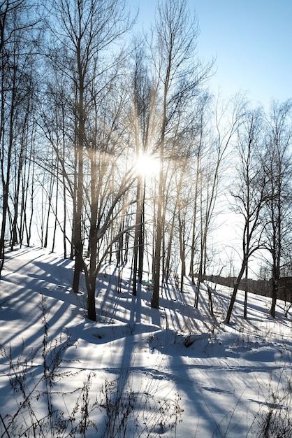 Collina innevata ricoperta di alberi attraverso i quali la luce del sole irrompe nel paesaggio invernale. Lunghe ombre scure proiettate dagli alberi sulla neve