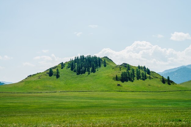 Collina verde con alberi di conifere.