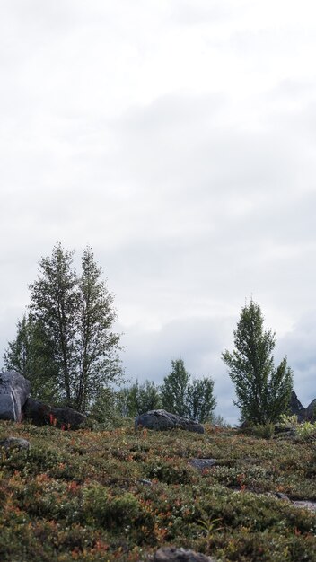 Colline della foresta della tundra settentrionale nella penisola di Kola.