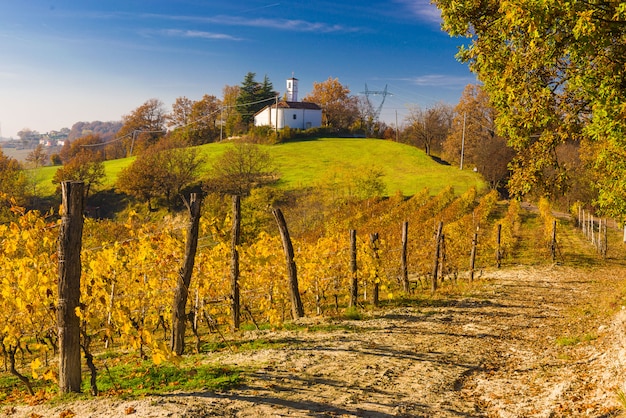 Colline delle vigne in autunno