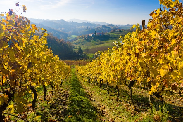 Colline delle vigne in autunno