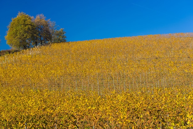 Colline delle vigne in autunno