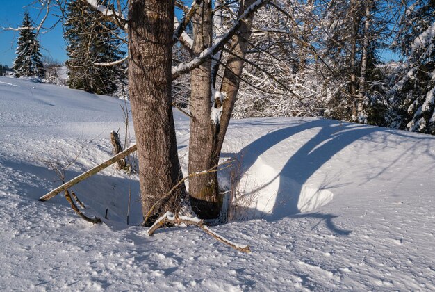 Colline di campagna boschetti e terreni agricoli in un remoto villaggio di montagna alpino invernale