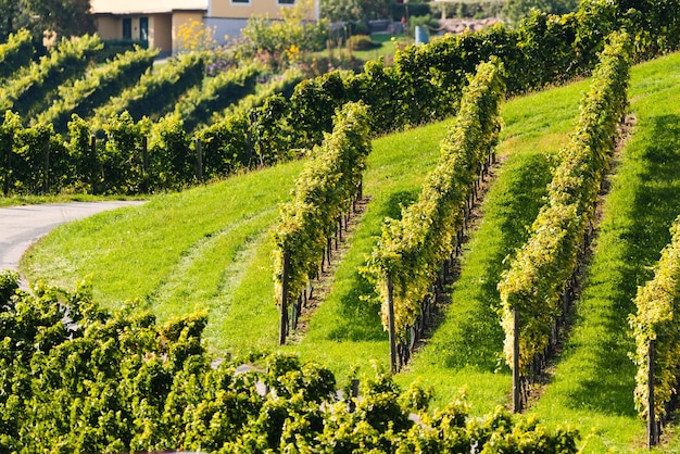 Colline di vigne in vigna nella regione della Stiria meridionale in Austria