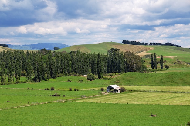 Colline e campi della Nuova Zelanda