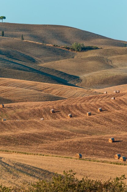 Colline ondulate nei terreni agricoli toscani