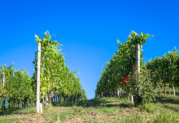 Colline piemontesi in Italia, Monferrato. Campagna scenica durante la stagione estiva con campo di vigneti. Meraviglioso cielo blu sullo sfondo.