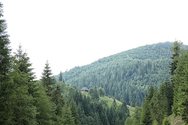 Colline verdi della foresta