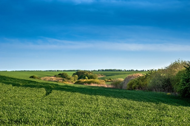 Colline verdi di un campo con grano invernale e cespugli e alberi primaverili