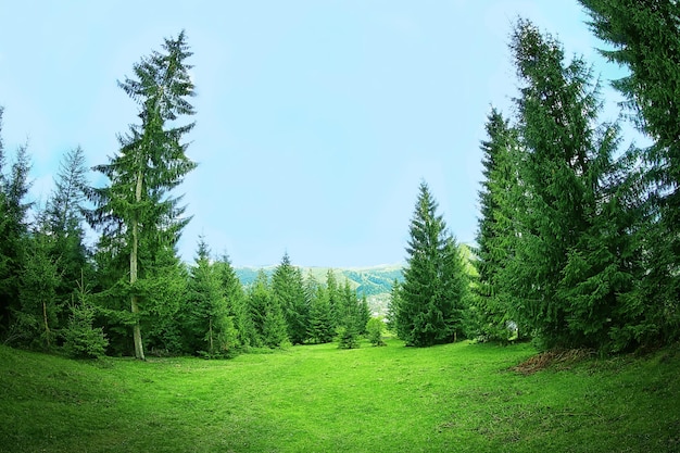 Colline verdi in montagna