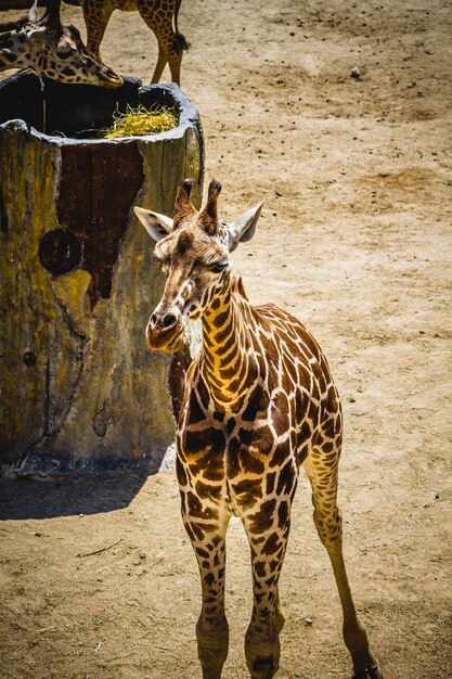 collo, bella giraffa in un parco zoologico