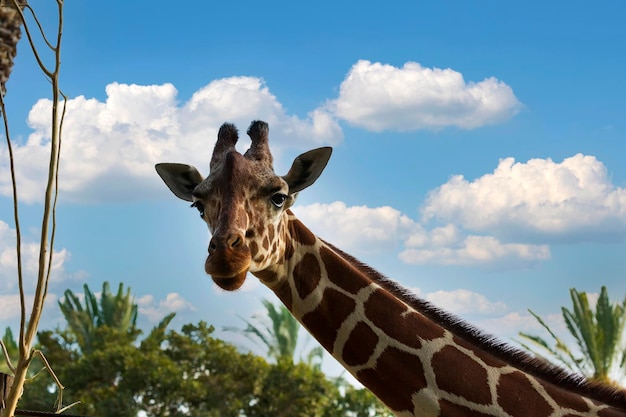 Collo e testa di giraffa guardando la telecamera contro il cielo azzurro con nuvole bianche e alberi verdi sfocati Primo piano del volto di una giraffa Masai con spazio per il testo Volto carino di giraffe di animali selvatici