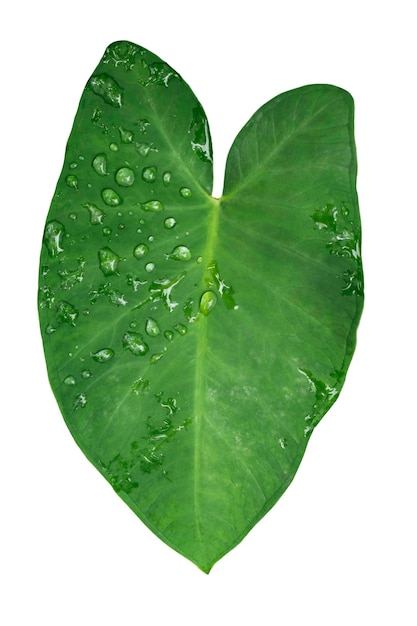 Colocasia esculenta foglia verde isolata su sfondo bianco