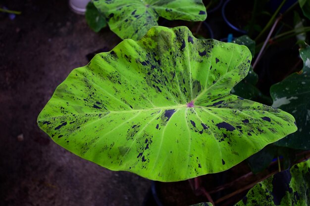 Colocasia mojito con belle foglie verde chiaro